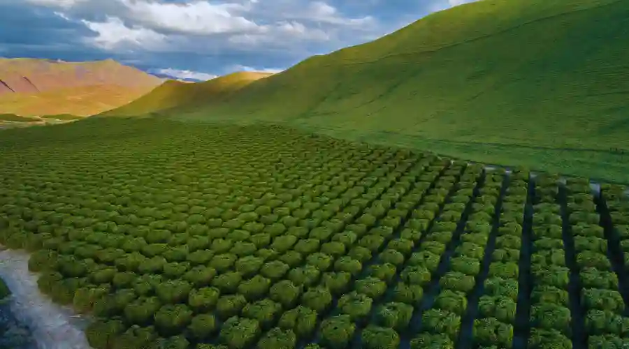 Bakersfield & Central Valley California