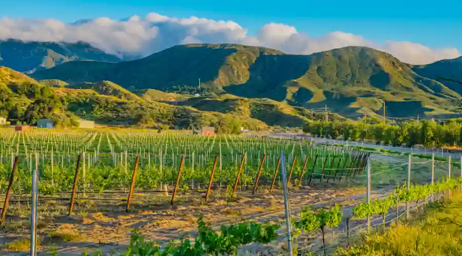 Temecula Wine Country